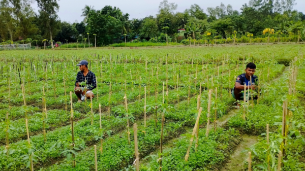 বগুড়ায় আলুসহ আগাম সবজি চাষে ব্যস্ত কৃষক
