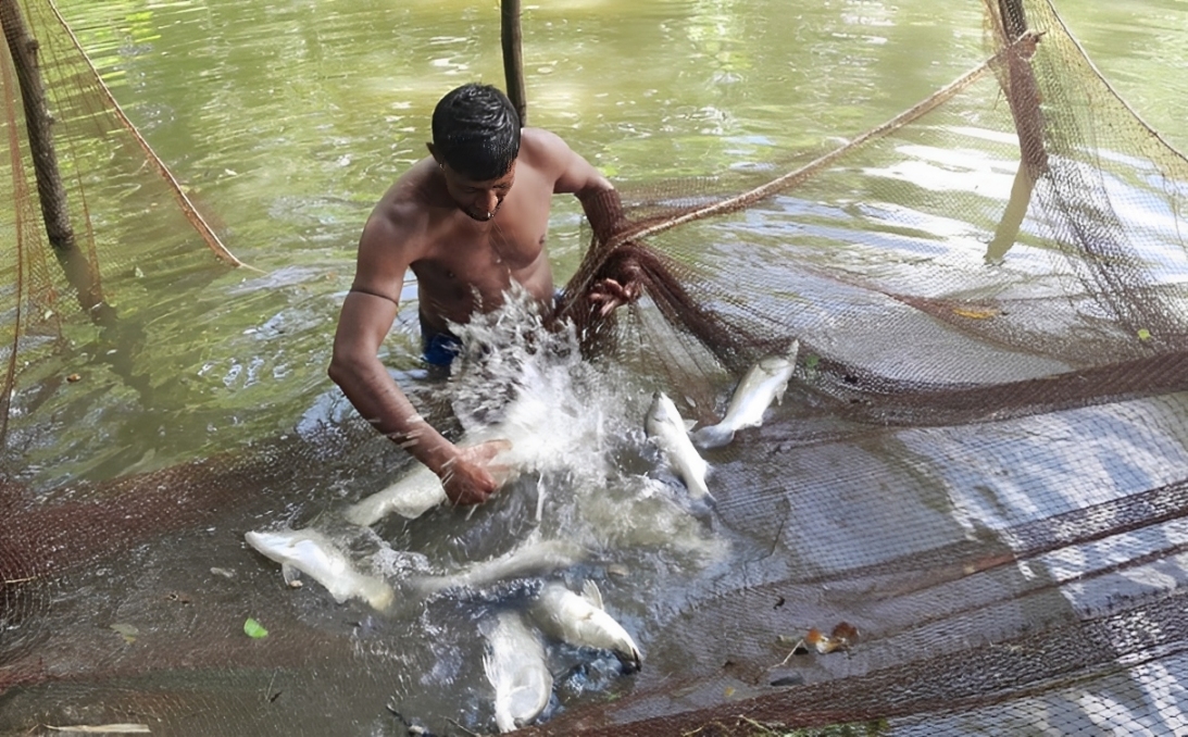 ভোলায় মিঠা পানিতে চাষ হচ্ছে কোরাল মাছ