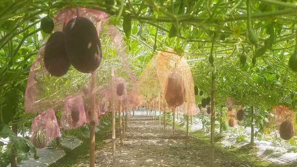 সিরাজগঞ্জে মালচিং পদ্ধতিতে বারোমাসি তরমুজ চাষে লাভবান কৃষক
