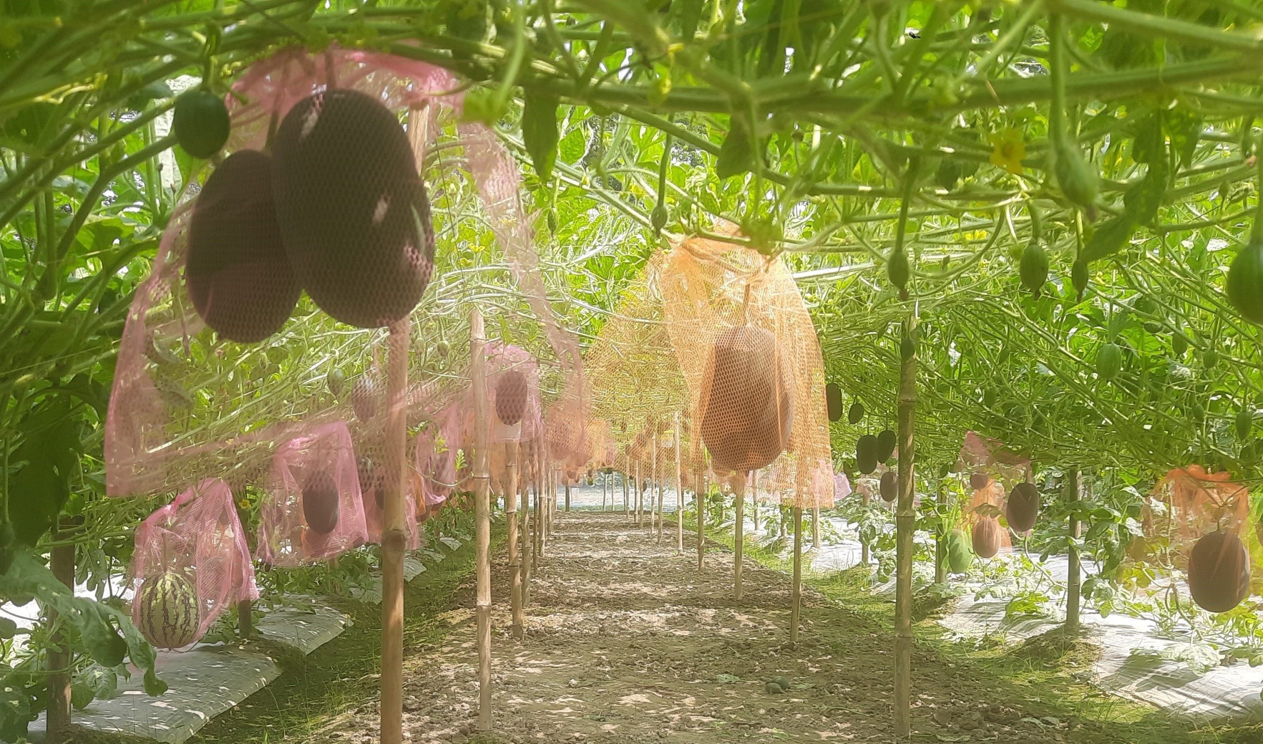 সিরাজগঞ্জে মালচিং পদ্ধতিতে বারোমাসি তরমুজ চাষে লাভবান কৃষক