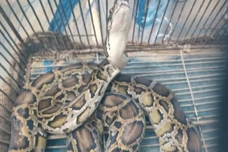 চুয়াডাঙ্গায় ১০ ফুট লম্বা অজগর উদ্ধার