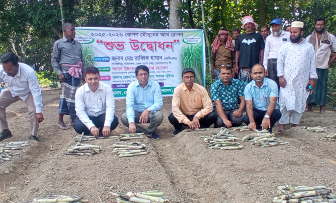 কেরু এ্যান্ড কোম্পানীর ৯টি বাণিজ্যিক খামারে আখ রোপণ মৌসুমের উদ্বোধন