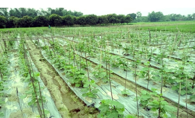 নাসিরনগরে আগাম শীতকালীন সবজি চাষে ব্যস্ত কৃষকরা