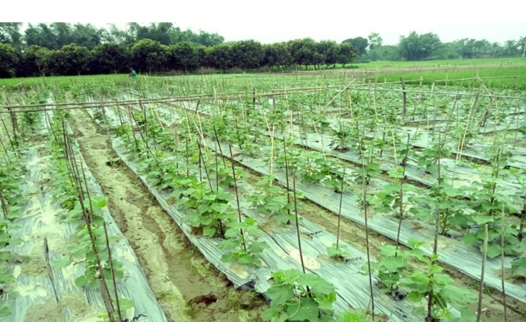 নাসিরনগরে আগাম শীতকালীন সবজি চাষে ব্যস্ত কৃষকরা