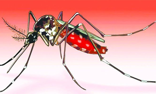 মশায় অতিষ্ঠ গোদাগাড়ী পৌরবাসী। বাংলার ২৪ ঘণ্টা