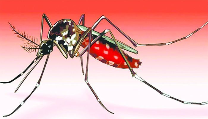 মশায় অতিষ্ঠ গোদাগাড়ী পৌরবাসী। বাংলার ২৪ ঘণ্টা