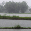 দক্ষিণ বঙ্গোপসাগরে লঘুচাপ, দেশে ভারি বৃষ্টির পূর্বাভাস